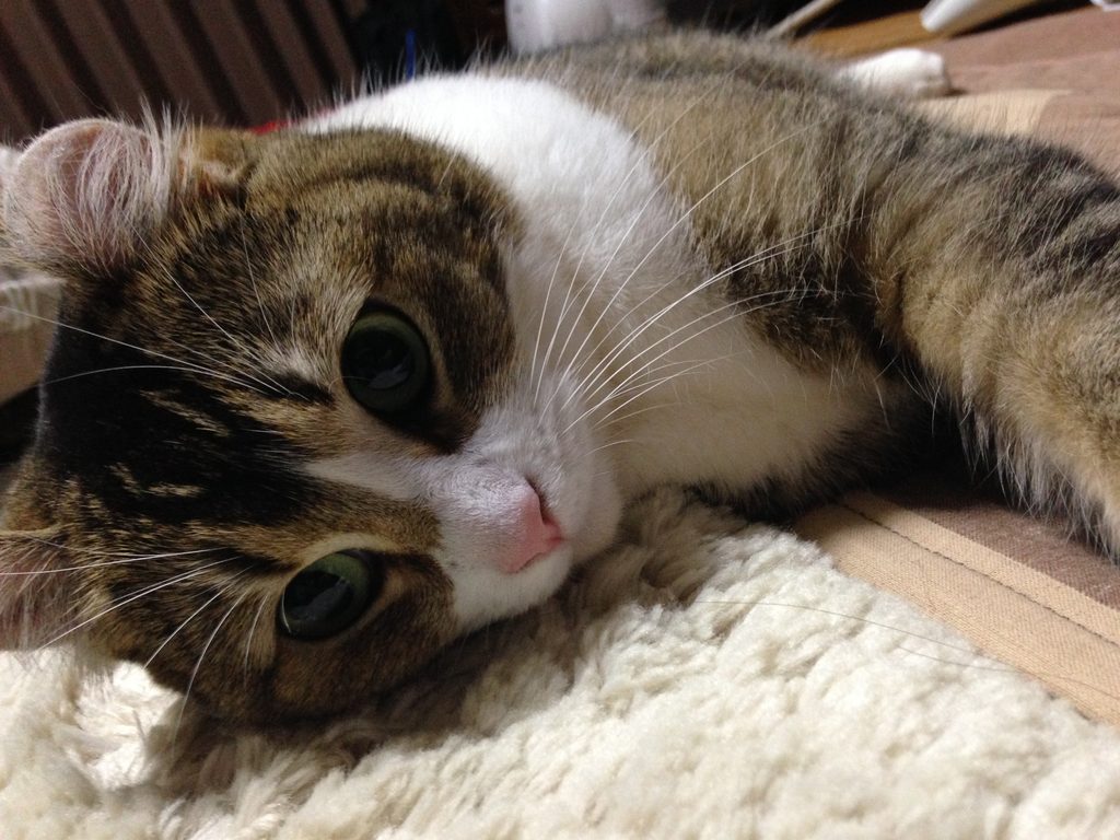 昔飼っていたアメリカンカールのちこ