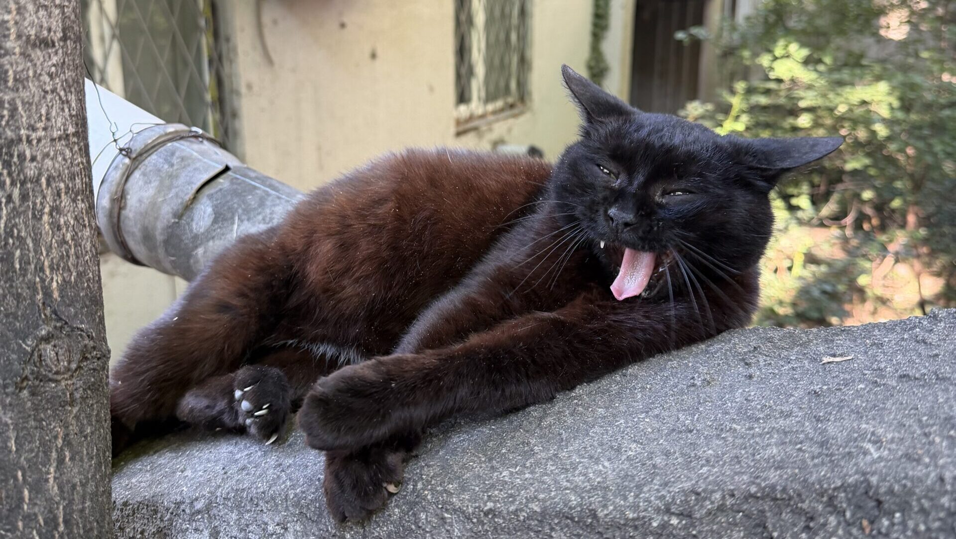野良猫