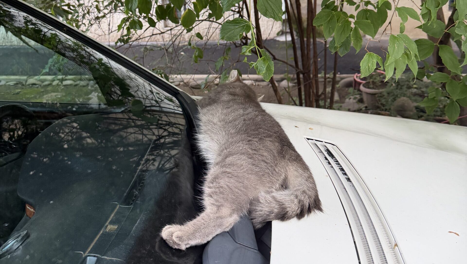 トビリシの猫