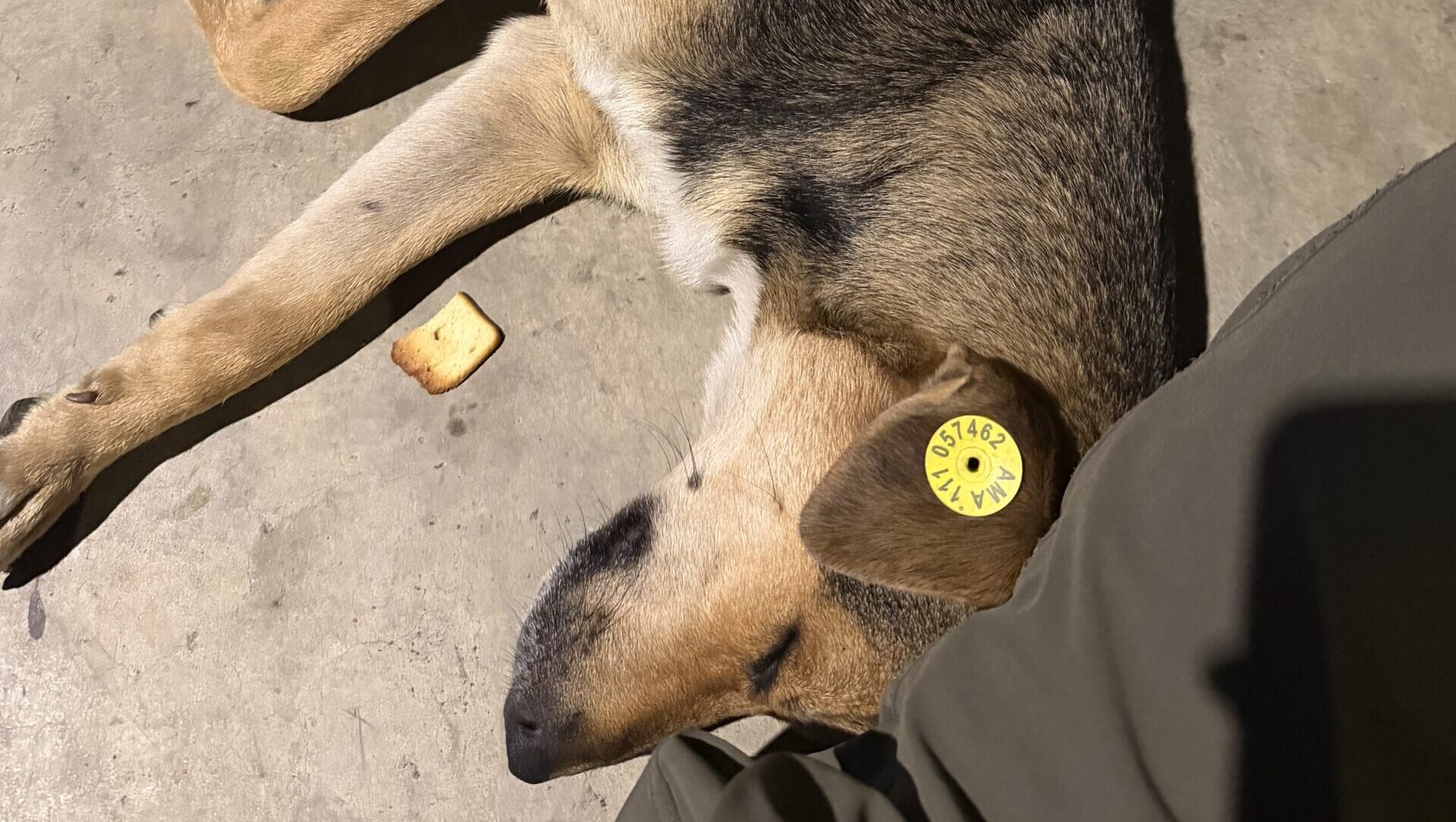 トビリシの犬