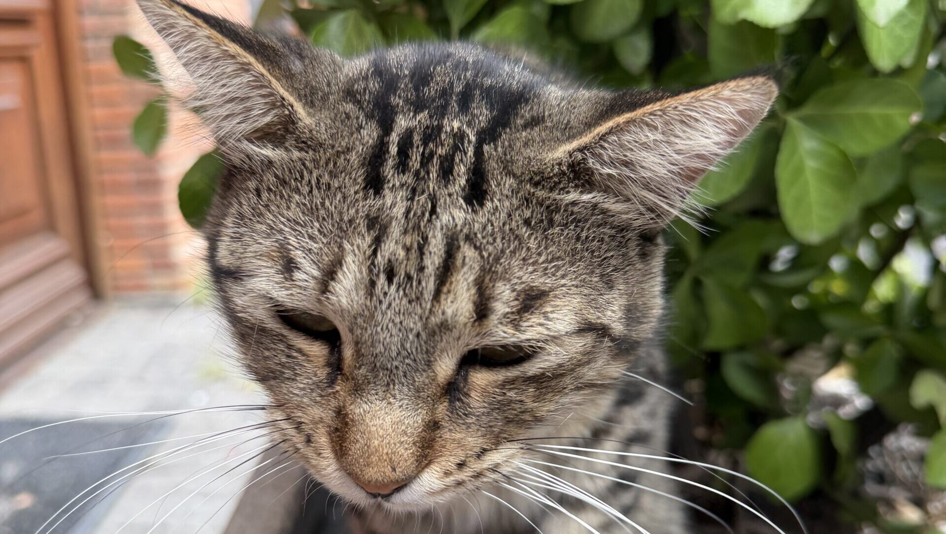 トビリシの野良猫