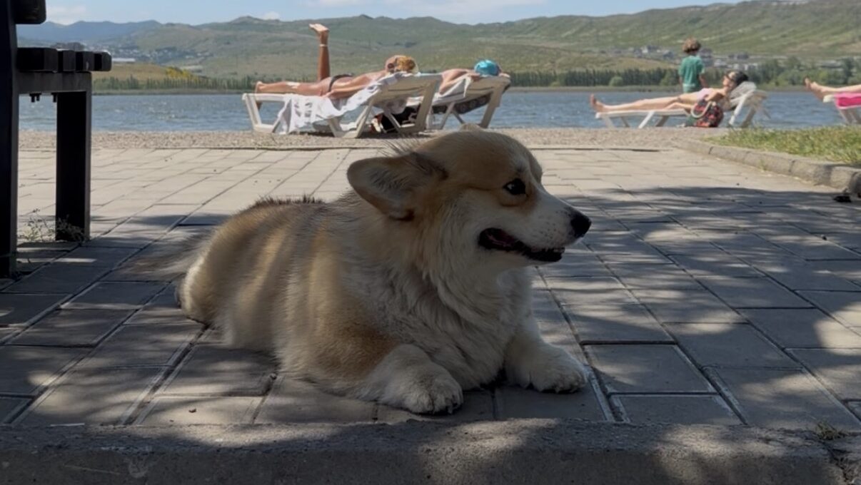 リシ湖にいた犬