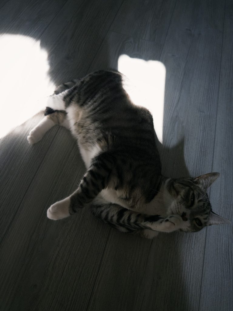 猫