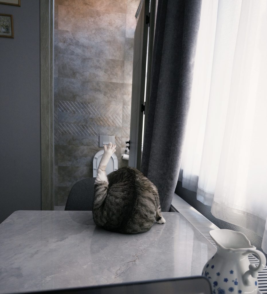 猫