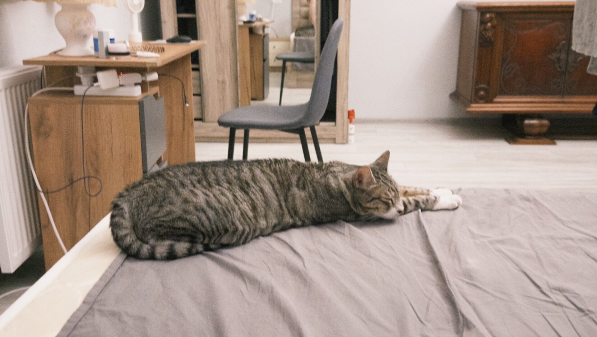 飼い猫